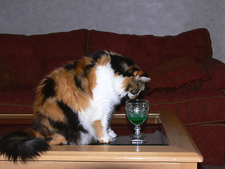 Image showing The cat has a drink.