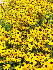 Image showing A daisy flower-bed.