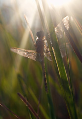 Image showing dragonfly waiting for the sun