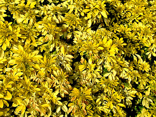 Image showing Yellow flowers