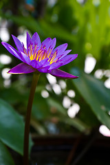 Image showing Lotus In Thailand