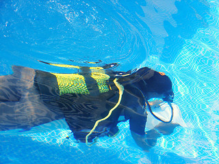 Image showing Diver in swimming pool