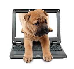 Image showing small laptop with puppy dog