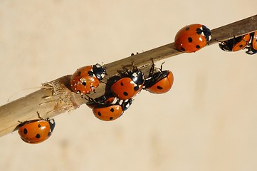 Image showing Ladybirds