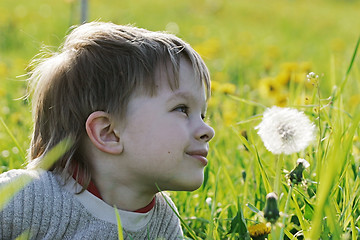 Image showing Boy in dandelion meadow.