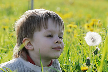 Image showing Boy in dandelion meadow.