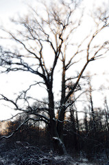 Image showing Winter tree