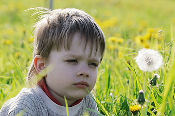 Image showing Boy in dandelion meadow.