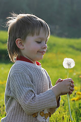 Image showing Boy in dandelion meadow.