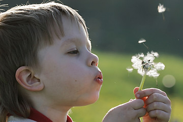 Image showing Boy in dandelion meadow.