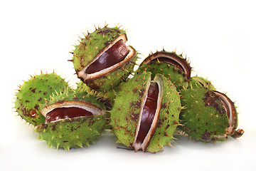 Image showing Chestnut