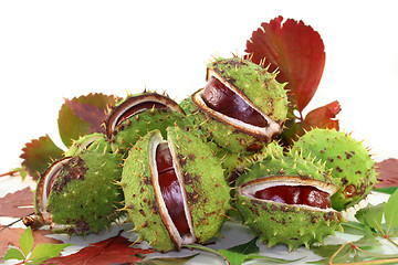 Image showing Chestnut