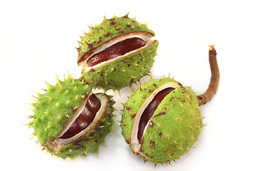 Image showing Chestnut