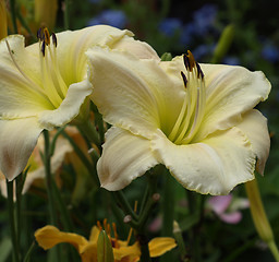 Image showing White flower