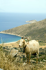 Image showing sheep  horns  mountain over Agia Theodoti beach Ios cyclades gre