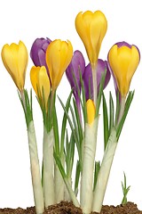 Image showing Crocuses