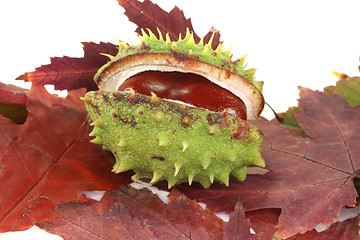 Image showing Chestnut on autumn leaves