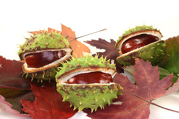 Image showing Chestnuts on autumn leaves