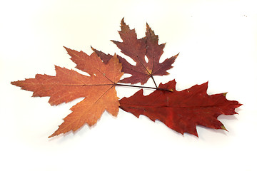 Image showing Autumn leaves