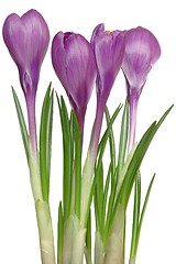 Image showing Crocuses