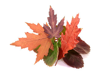 Image showing Autumn leaves