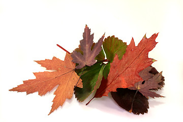 Image showing Autumn leaves