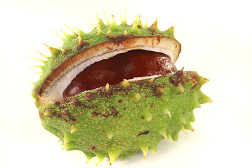 Image showing Chestnut