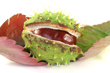 Image showing Chestnut on autumn leaves