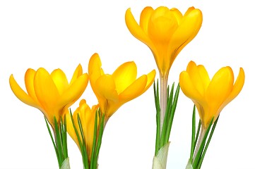 Image showing Crocuses