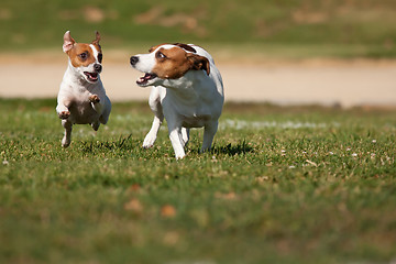 Image showing Energetic Jack Russell Terrier Dogs Running on the Grass