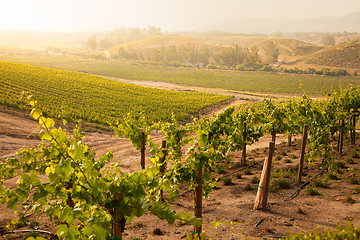 Image showing Beautiful Lush Grape Vineyard in The Morning Sun and Mist