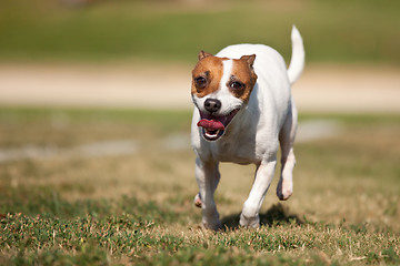 Image showing Energetic Jack Russell Terrier Dog Runs on the Grass