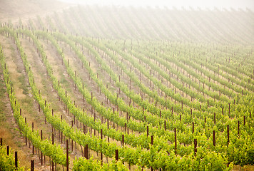 Image showing Beautiful Lush Grape Vineyard in The Morning Sun and Mist