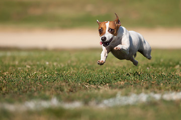 Image showing Energetic Jack Russell Terrier Dog Runs on the Grass