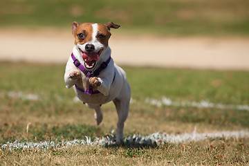 Image showing Energetic Jack Russell Terrier Dog Runs on the Grass