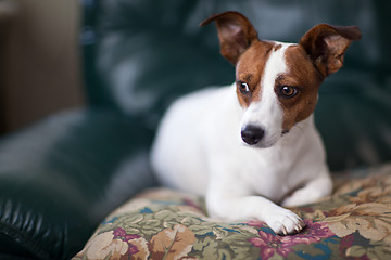 Image showing Jack Russell Terrier Puppy Portrait on Pillow
