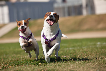 Image showing Energetic Jack Russell Terrier Dogs Running on the Grass