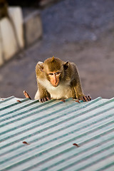 Image showing Monkey clamber on the roof 