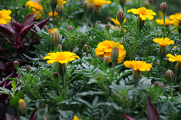 Image showing Marigolds at the End of Summer