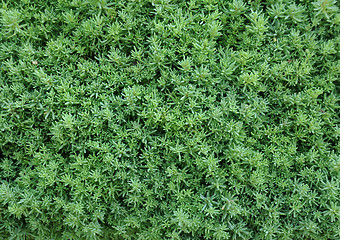 Image showing Closeup Hedge