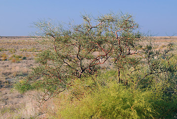 Image showing Shrub Vegetation in Prairie