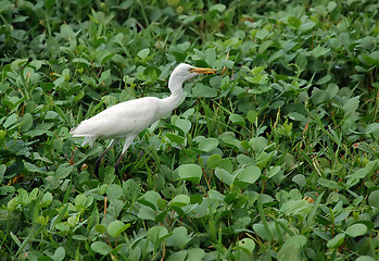 Image showing White Egret