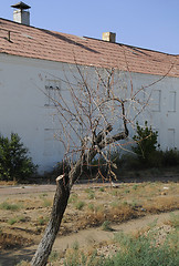 Image showing Dry Tree and House Without Windows