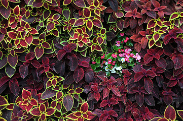 Image showing Closeup Design of Flowers