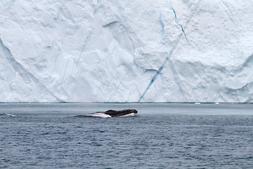 Image showing Whale and iceberg