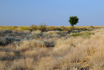 Image showing Lone Tree in Savanna