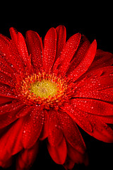 Image showing red gerbera