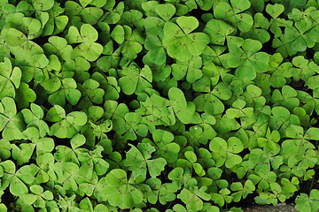 Image showing green leaves background