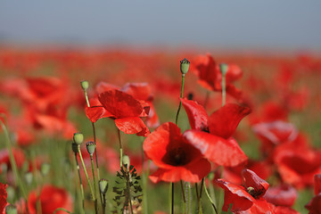 Image showing poppy flower field