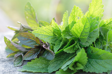 Image showing green mint